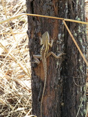 Lophognathus gilberti