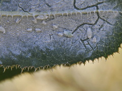 Aleyrodes proletella