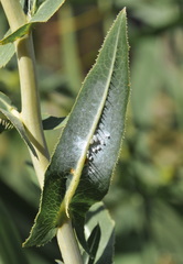 Aleyrodes proletella