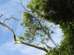Ancylobothrys petersiana