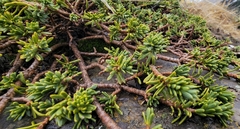 Thymelaea tinctoria