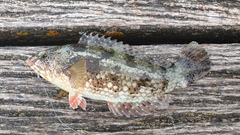 Notolabrus parilus