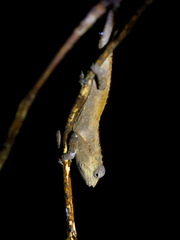 Rhampholeon platyceps