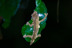 Rhampholeon platyceps