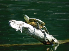 Trachemys hartwegi