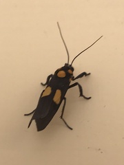 Pterygota