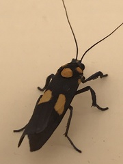 Pterygota