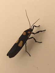 Pterygota