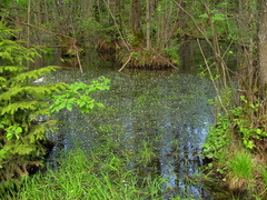 Ranunculus trichophyllus