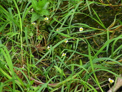 Ranunculus trichophyllus