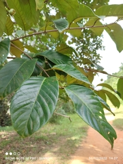 Prunus polystachya