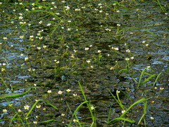 Ranunculus trichophyllus
