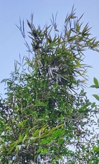 Bambusa oldhamii