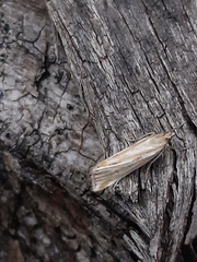 Hednota pleniferellus