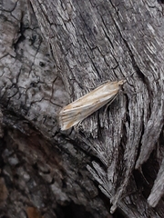 Hednota pleniferellus