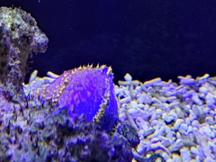 Pseudocolochirus violaceus