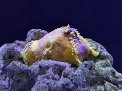 Pseudocolochirus violaceus