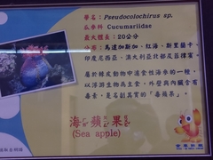 Pseudocolochirus violaceus