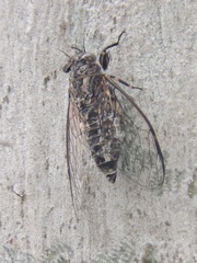 Myopsalta mackinlayi