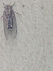 Myopsalta mackinlayi