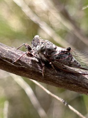Myopsalta mackinlayi