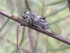 Myopsalta mackinlayi