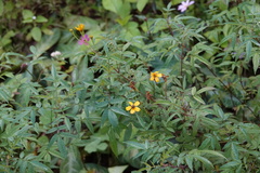 Tagetes lemmonii
