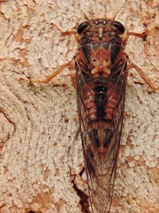 Birrima castanea