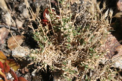 Pentameris densifolia