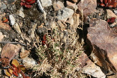 Pentameris densifolia