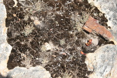 Pentameris densifolia