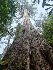 Eucalyptus tindaliae