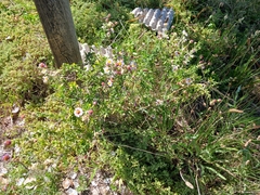 Felicia erigeroides