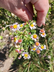 Felicia erigeroides