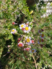 Felicia erigeroides
