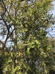 Dendrophthoe falcata