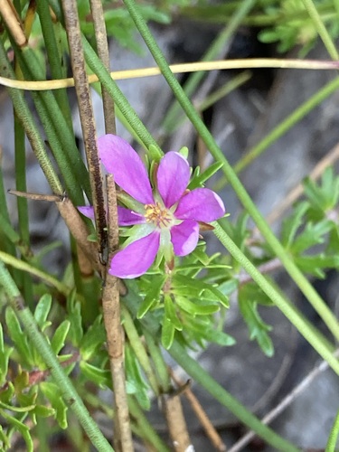 Bauera capitata (Bauera capitata)