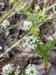 Platysace ericoides