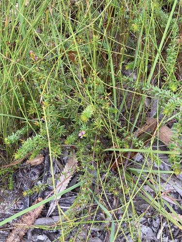 Image of Bauera capitata by (c) Thomas Mesaglio, some rights reserved (CC BY)