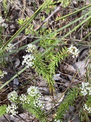 Platysace ericoides