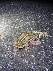 Anaxyrus boreas halophilus