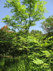 Aralia elata