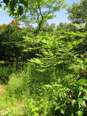 Aralia elata