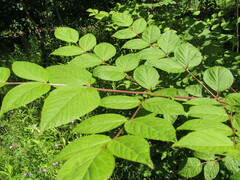 Aralia elata