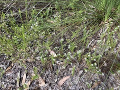 Platysace ericoides