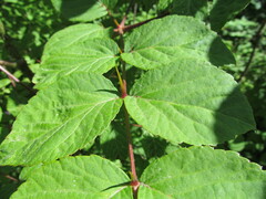 Aralia elata