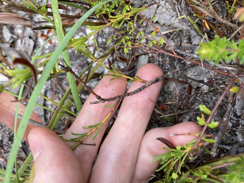 Image of Acacia baueri by (c) Thomas Mesaglio, some rights reserved (CC BY)