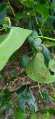Smilax ocreata
