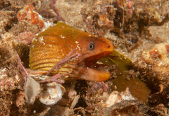 Gymnothorax prasinus