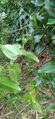Smilax ocreata